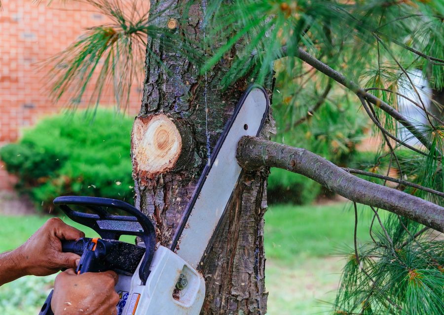 Tree service project by Long Island Best Tree Service in Woodridge, IL