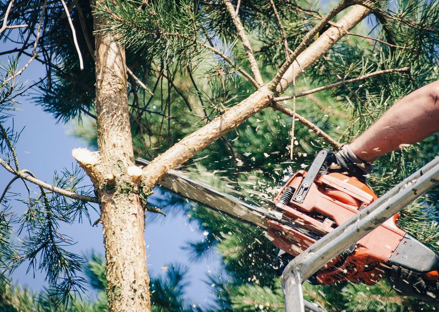 Tree service project by Neighborhood tree service in Oak Lawn, IL