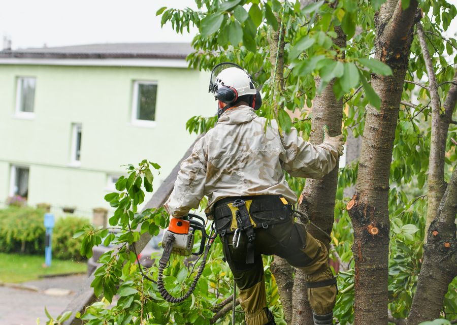 Tree service project by Dreidy & Brother Tree Service in Sewickley, PA