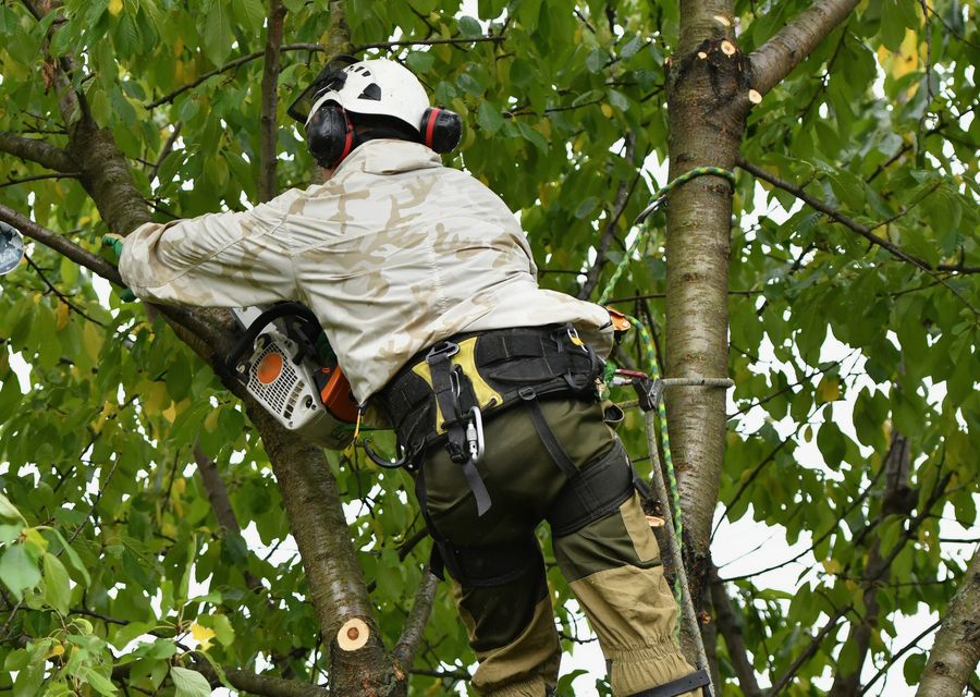 Tree service project by Hernandez Tree Care Service Corp in Smyrna, GA
