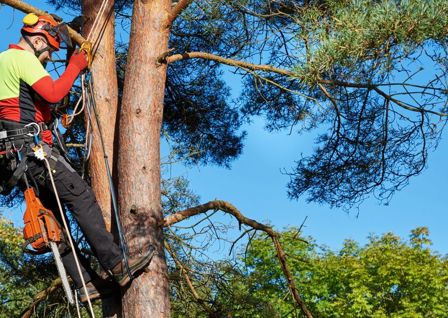 Tree service project by Willow Tree Services in Berwyn, IL