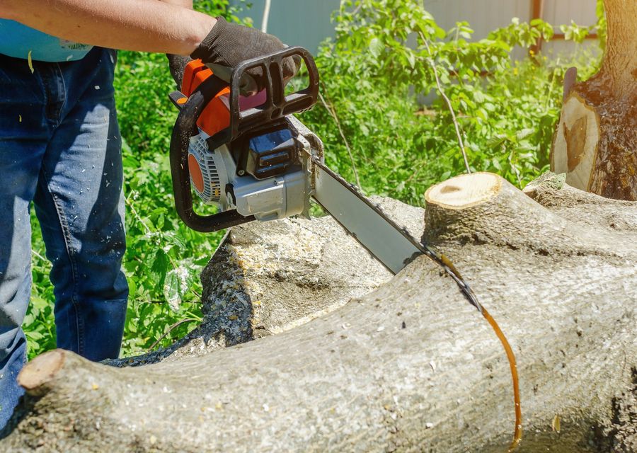 Tree service project by Arborescent Tree Service in North Union, PA