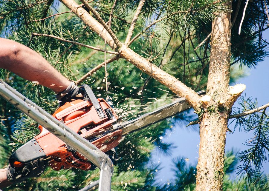 Tree service project by Shark Tree Service in Monroeville, PA