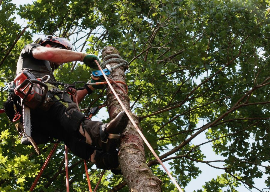 Tree service project by Rob's Tree Service in Barnstead, NH