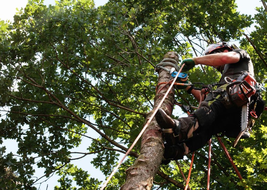 Tree service project by Tom Tree & Plant Health Care LLC in Crest Hill, IL