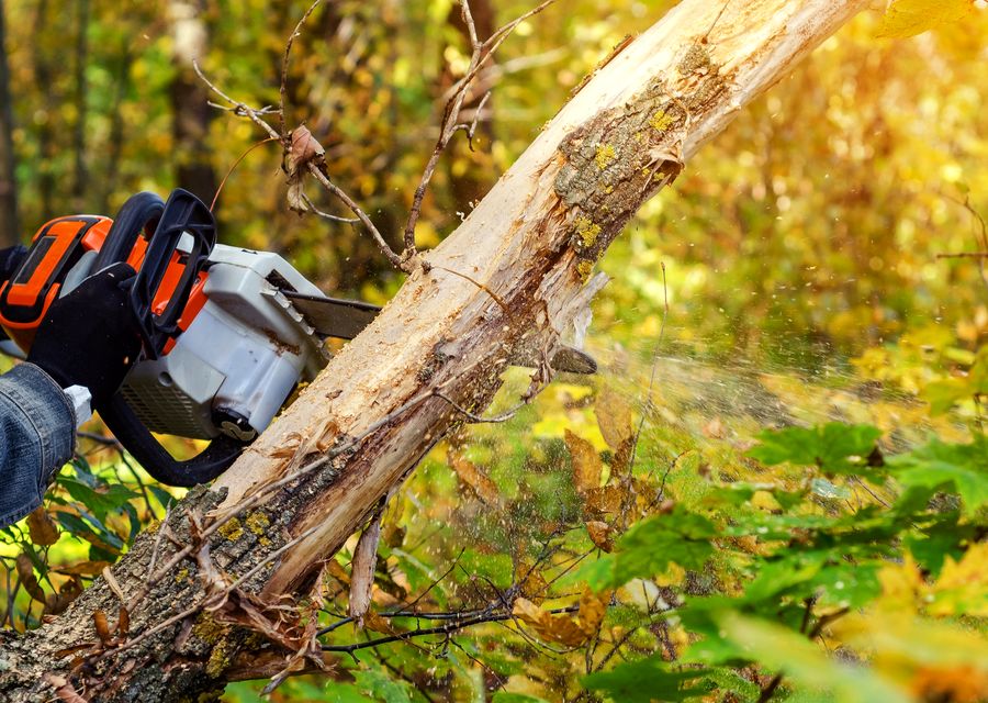 Tree service project by JRs Tree Service in Golf, IL
