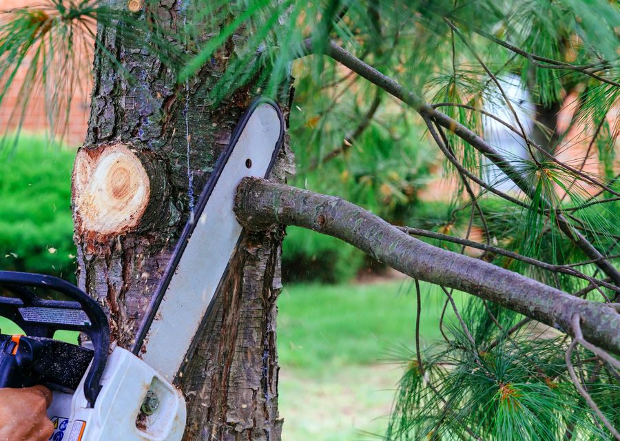 Tree service project by Tesla Tree Service in Rostraver, PA