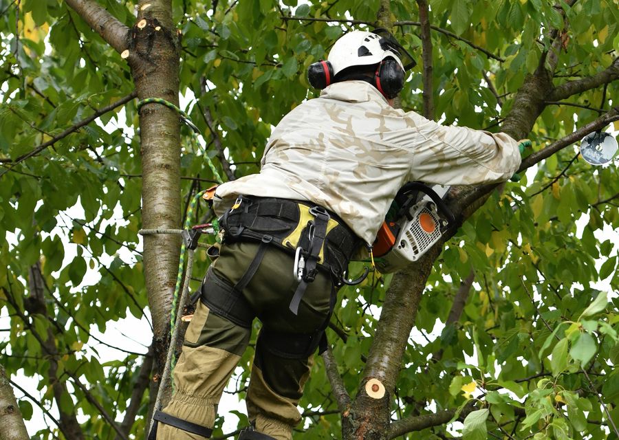 Tree service project by Cruz Tree Services, LLC in Mims, FL