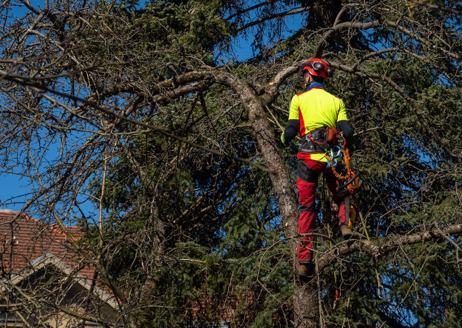 Tree service project by Bear Creek Tree Service in Adams, PA
