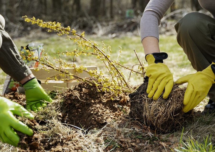 Tree service project by Green Island Tree Services in Douglasville, GA