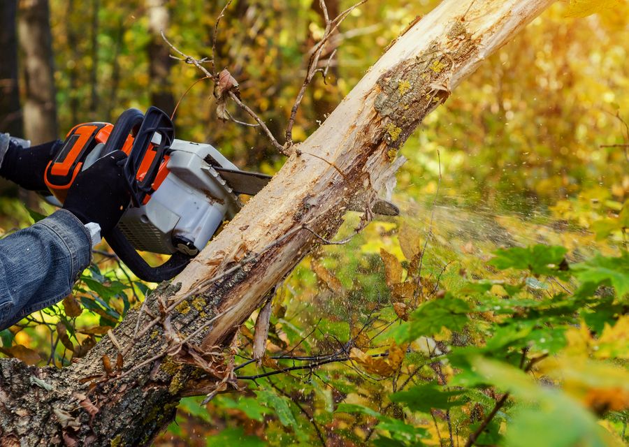 Tree service project by Team Gale Tree Service in Lower Southampton, PA