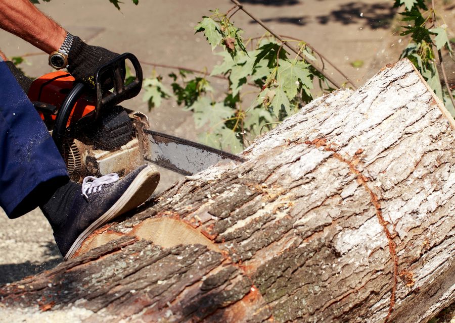 Tree service project by Mikes tree Service in Deerfield, IL