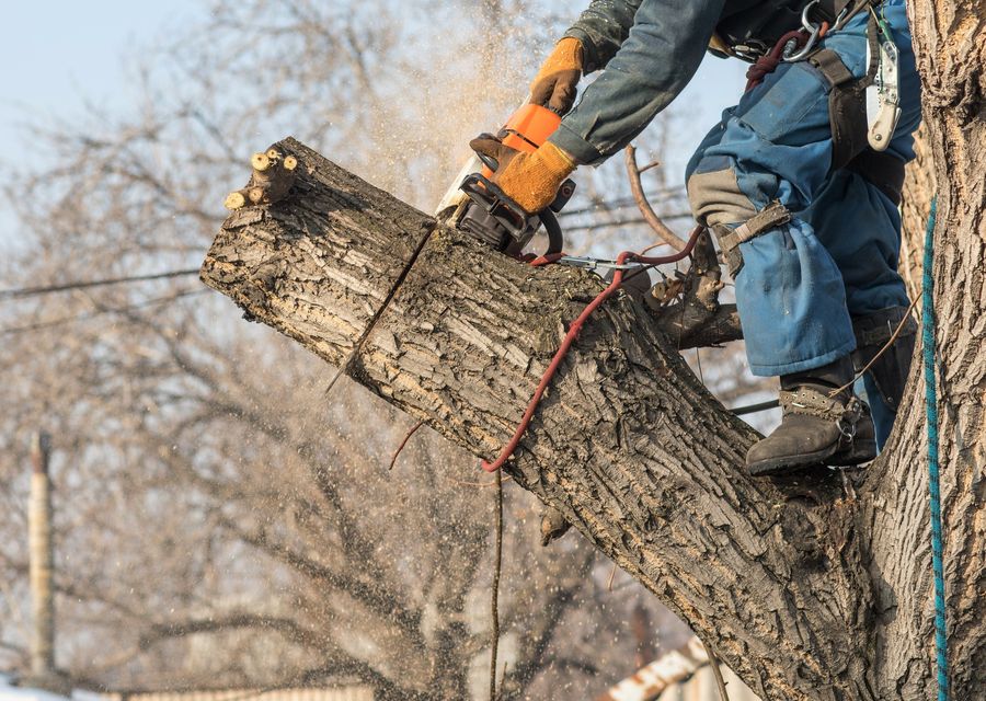 Tree service project by Tree Pros, Inc in Derby, VT