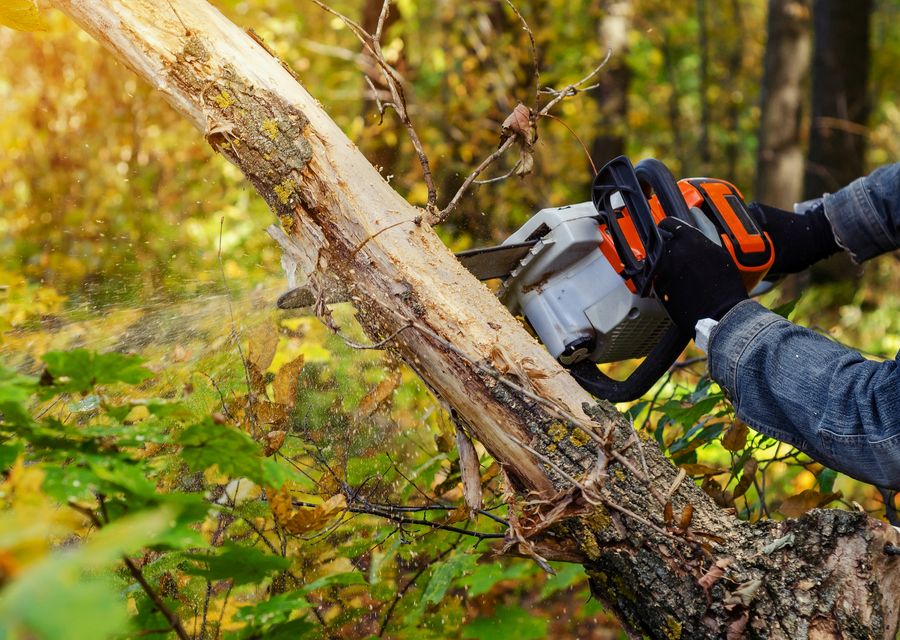 Tree service project by Pereira's Tree Services Inc in West Chicago, IL