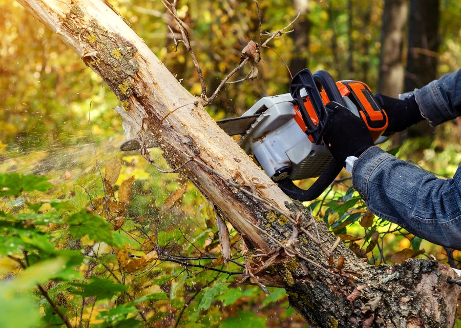 Tree service project by Peters Tree Service LLC in Bethlehem, NH