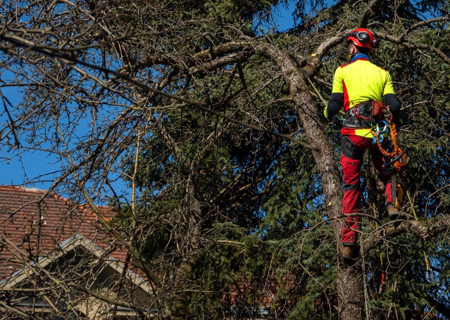 Tree service project by Moa Tree Service, Inc. in Broad Top City, PA
