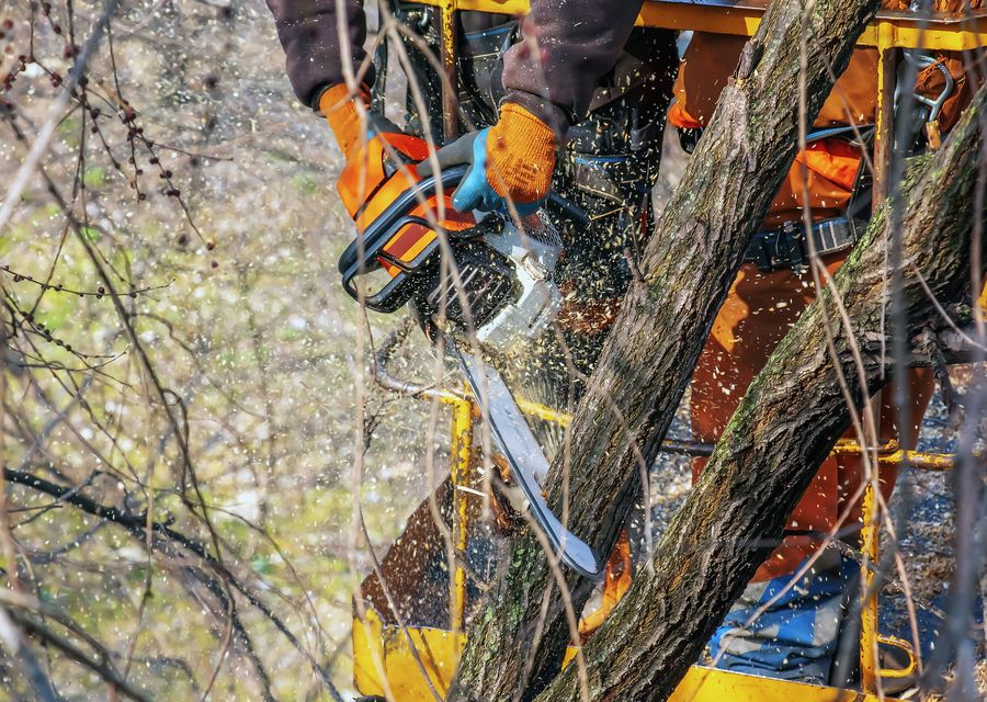 Tree service project by RG Tree Service in Stratham, NH