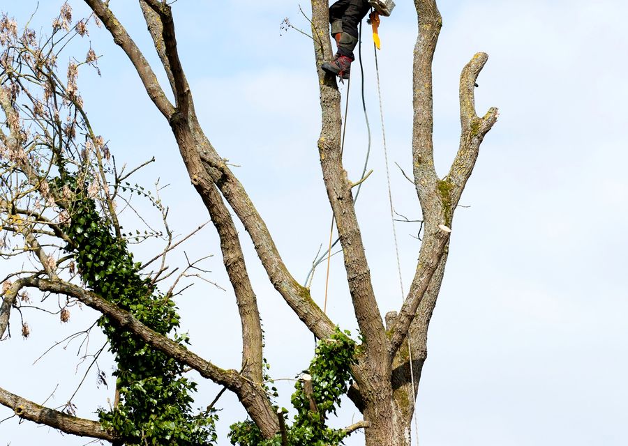 Tree service project by East End Privacy Trees in Canton, GA