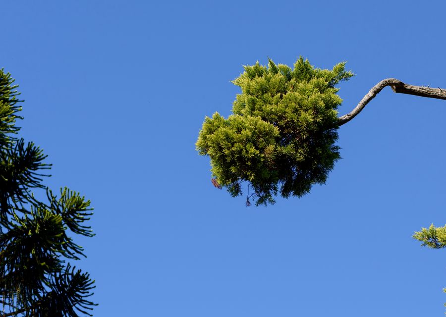 Tree service project by Aabraham Professional Tree Services in Croyle, PA