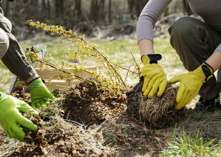 Tree service project by Raritan Tree Service in Wakefield, NH