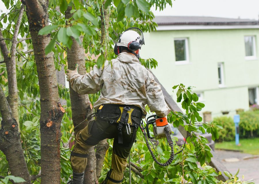 Tree service project by Roots & Shoots Tree Care in Cayce, SC
