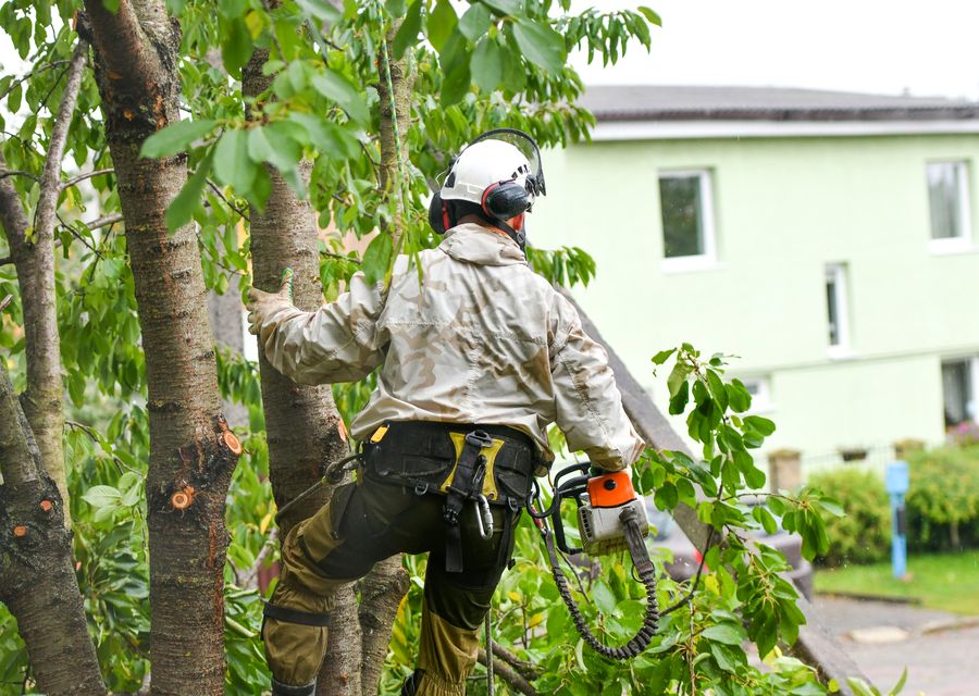 Tree service project by Randall Brothers Tree Service in Palos Heights, IL