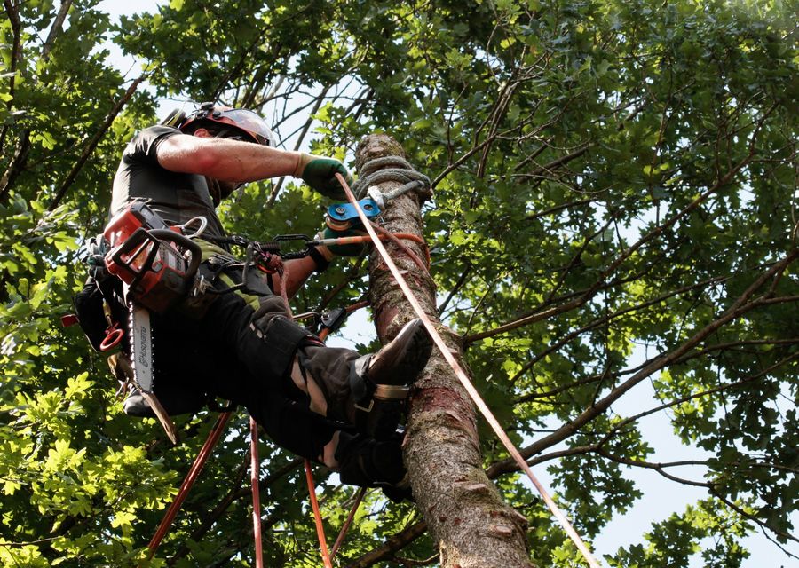 Tree service project by D&D Tree and Landscape Services in Markleysburg, PA