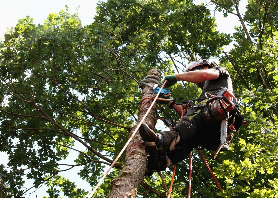 Tree service project by Clearview Tree Service in Umatilla, FL