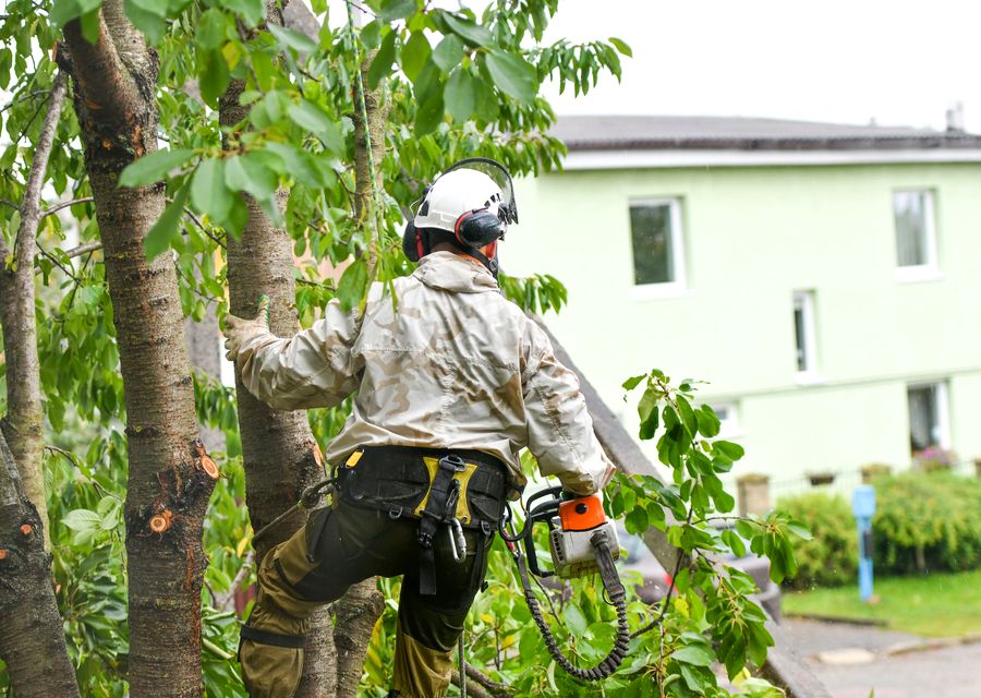 Tree service project by Monkey's Tree Service in Wolfeboro, NH