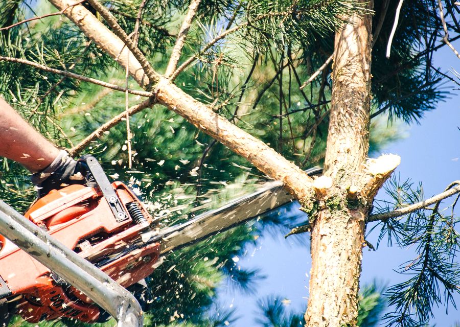 Tree service project by All American Arbor Services in Skippack, PA