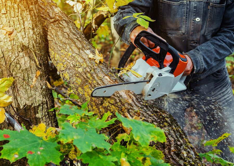 Tree service project by My Denver Tree Service in Millcreek, PA
