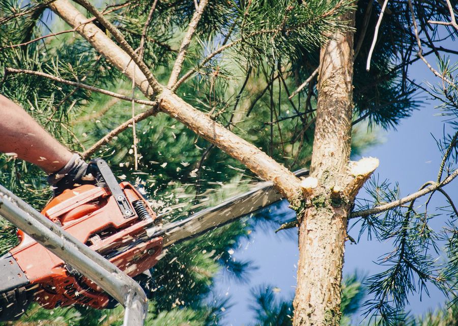 Tree service project by Best Quality Tree Service LLC in Palos Park, IL