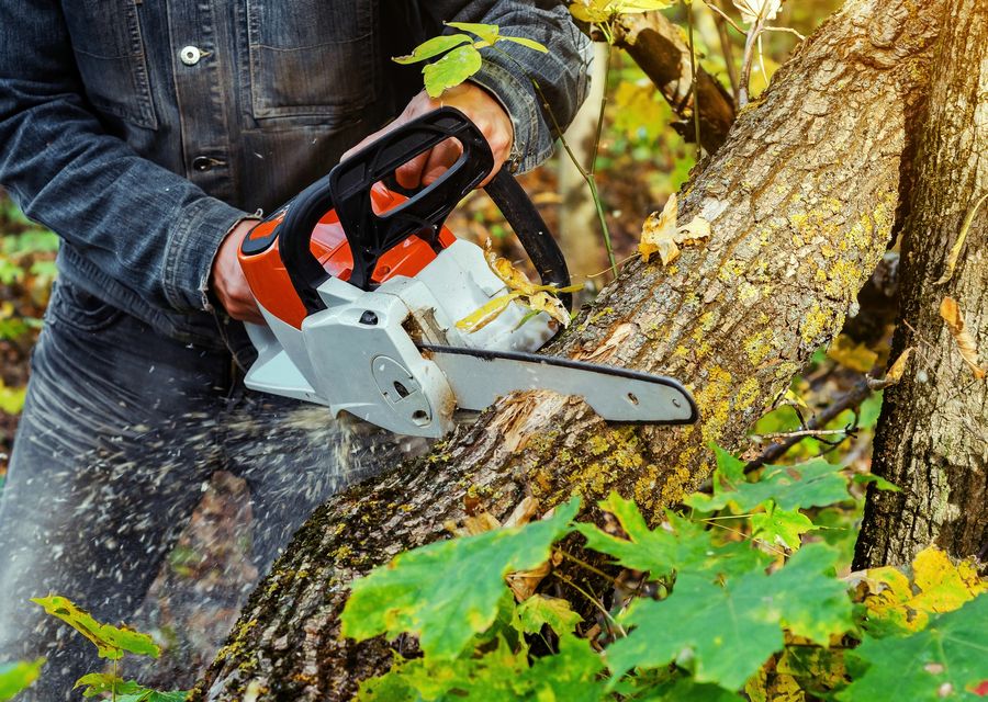Tree service project by B & N Tree Care in River Forest, IL