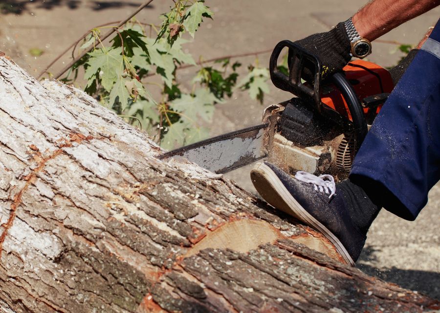 Tree service project by Ds Tree Services Corp in De Leon Springs, FL