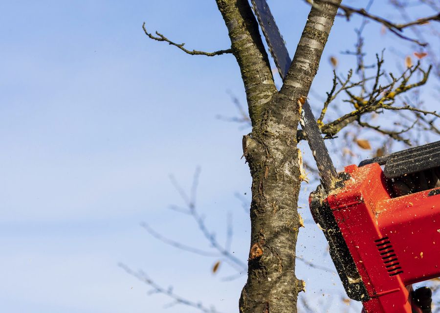 Tree service project by Burkey's Tree Service LLC in Maitland, FL