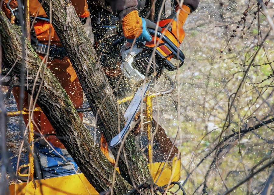 Tree service project by B. C. Lawn Service Inc in Leesburg, FL