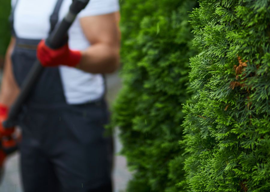 Tree service project by Hamptons Tree & Shrub Care in Marietta, GA