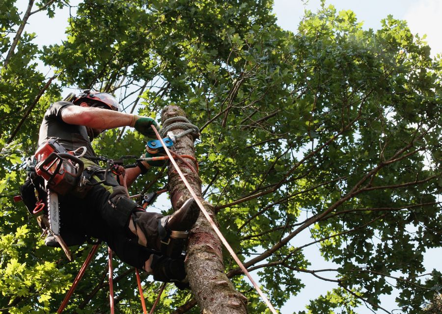 Tree service project by South Shore Tree Inc. in Libertyville, IL