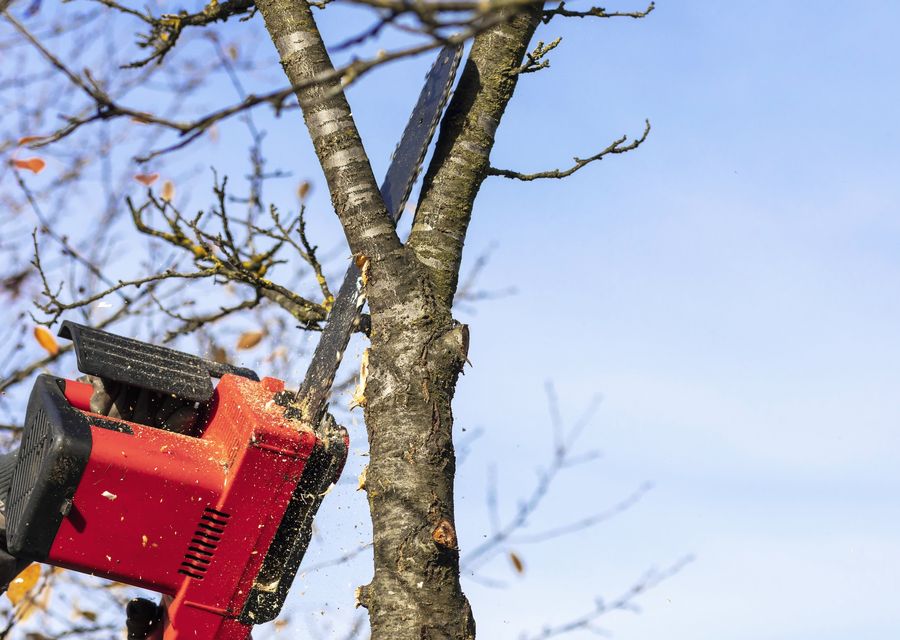 Tree service project by Amazing Tree Services in Western Springs, IL