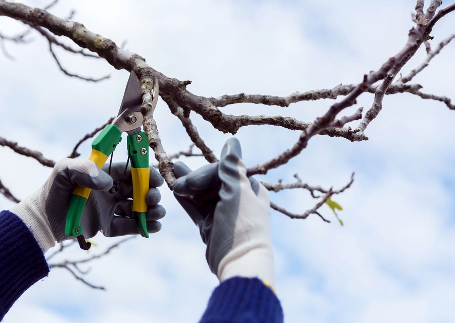 Tree service project by JMA Tree Service in Fairview, NC