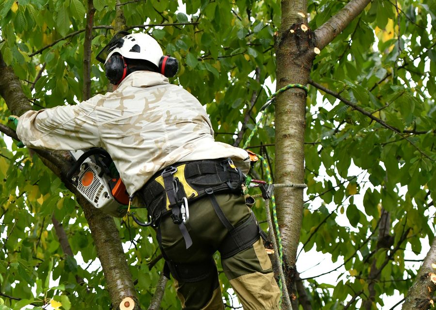 Tree service project by Creative Tree Service in Lowell, IN