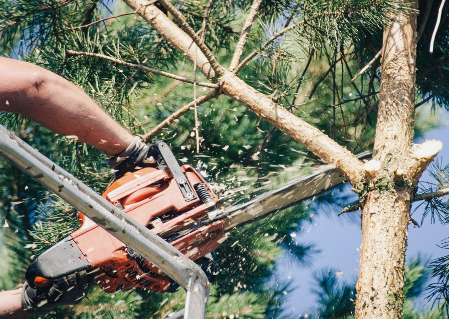 Tree service project by Anytown Tree Service Inc in Lone Tree, CO