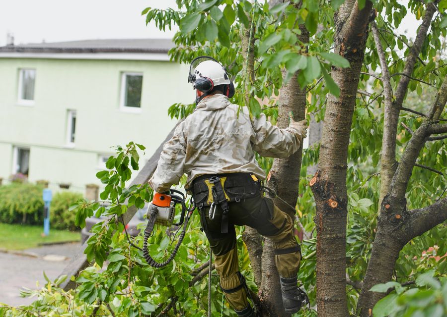 Tree service project by Tannenbaum Tree Care in Pflugerville, TX