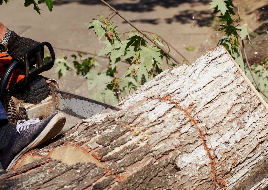 Tree service project by Alhei Tree Service Corp in Diamond Bar, CA