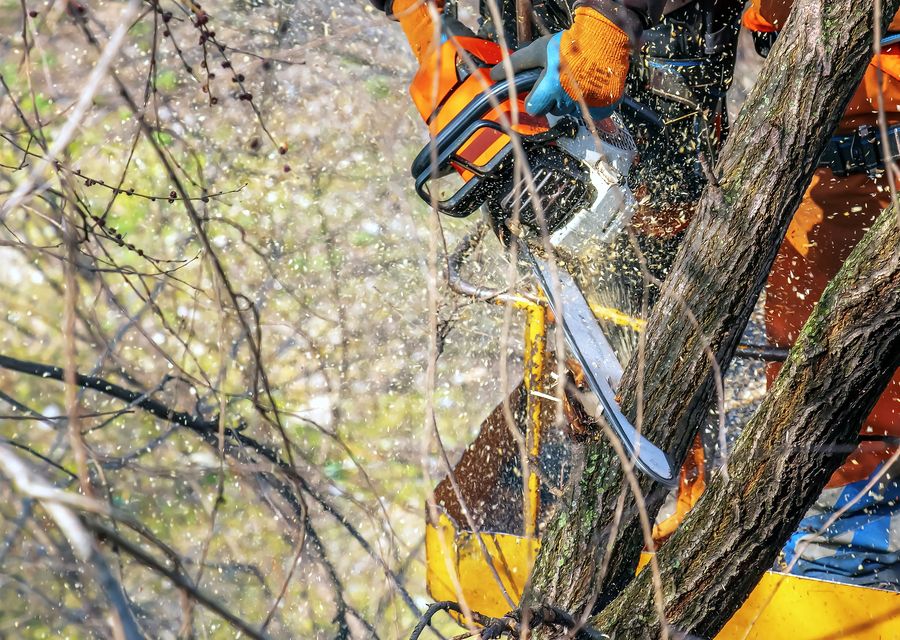 Tree service project by Brother Tree Service in West Newton, PA