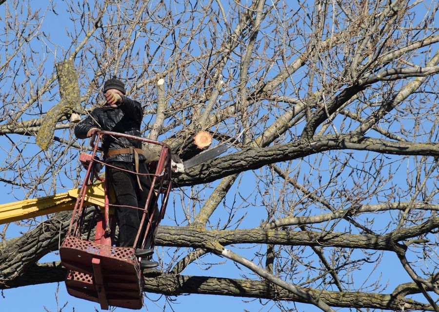 Tree service project by Arbor Care Tree Solutions in South Huntingdon, PA