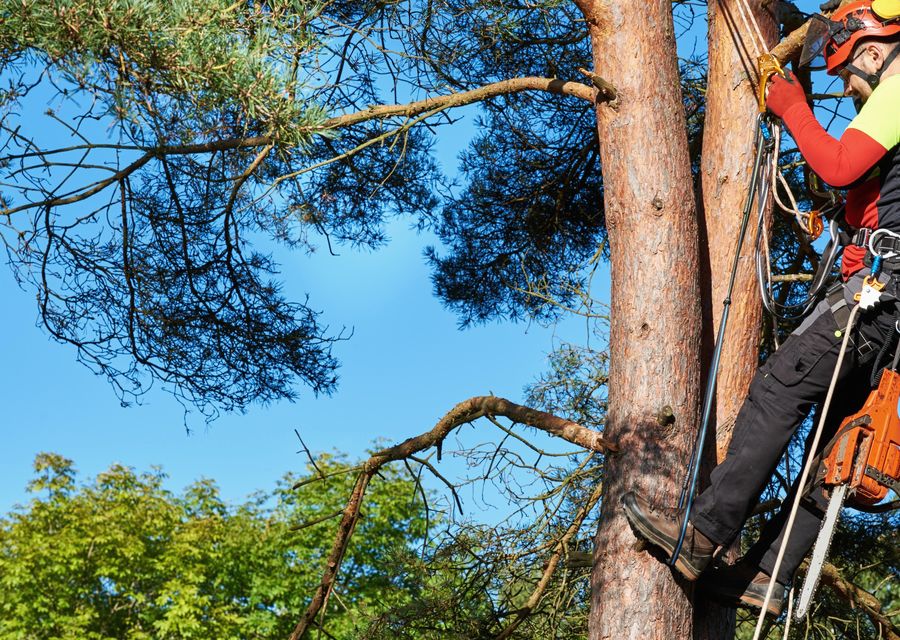 Tree service project by PrimeCare Tree Service in Palos Hills, IL