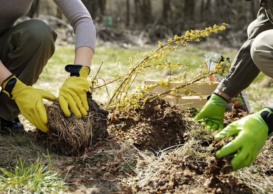 Tree service project by Good Tree & Stump Removal in Indian Trail, NC