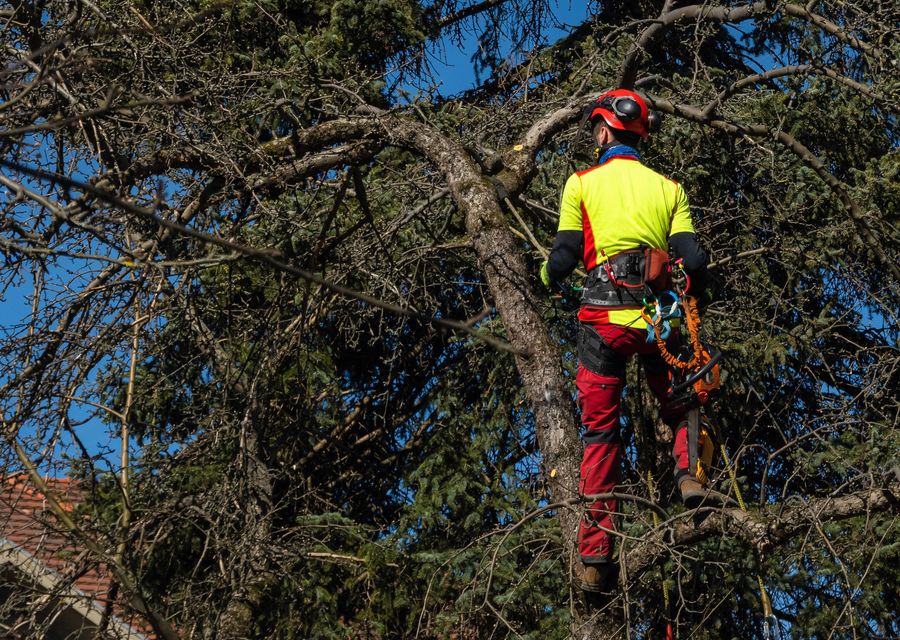 Tree service project by GoodWood Tree service in Donora, PA