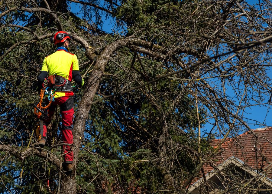 Tree service project by Atlas Tree Service in Prospect Heights, IL